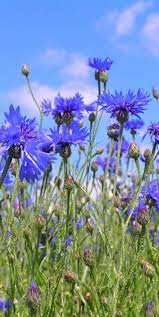 Cornflowers Beautiful Flowers Planting Flowers Trees To Plant