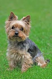 Fantastic Yorkshire Terriers Info Is Available On Our Internet Site Check It Out And You Wont Yorkshire Terrier Dog Yorkshire Terrier Puppies Terrier Puppies