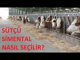 simental duve secimi nasil yapilir damizlik gebe duve secim kriterleri nelerdir youtube hayvanlar arilar youtube