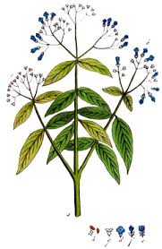 Image result for Lawsonia