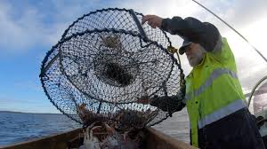 102 north road, yakamia, wa 6330 po box 484, albany, wa 6331 contact: Are Albany S Sand Crabs The Next Big Thing In Wa Seafood Wafic