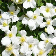 It boasts fragrant white blooms in spring. Clematis Montana Var Grandiflora Climbing Plant In 15cm Pot Buy Trees Shrubs Perennials Annuals House Plants Statues And Furniture