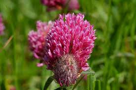 Image result for Trifolium wentzelianum