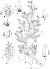 Image result for Selaginellaceae