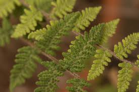 Image result for Cheilanthes