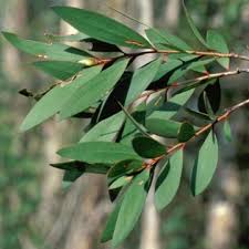 Image result for Melaleuca