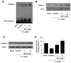 Nutrients Free Full Text Astaxanthin Inhibits Mitochondrial Dysfunction And Interleukin 8 Expression In Helicobacter Pylori Infected Gastric Epithelial Cells Html