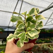 Image result for Ficus triangularis