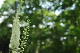 It can be allowed to grow tall as a vertical specimen in a garden or you can prune and train the tree to interesting shapes. Sweet Almond Propagation Growing Sweet Almond Verbena Shrubs In Gardens