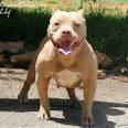 American Bully Puppies for Sale from Ohio Breeders