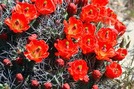 Maybe you would like to learn more about one of these? Agua Fria Nursery Santa Fe Nm