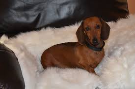 Red Miniature Dachshund Miniature Dachshunds Dachshund Puppies Dachshund Pets