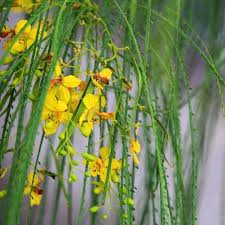 We did not find results for: Titan Tree Care Titan Tree Blog Which Palo Verde Tree Is Best For Your Phoenix Area Yard
