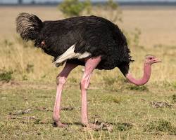 ostrich