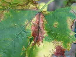 Image result for Pseudopeziza tracheiphila