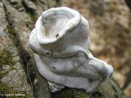 Image result for Polyporus pendulus