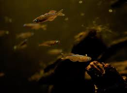 Pseudomugilidae) from southern new guinea, with notes on p. Pseudomugil Luminatus Red Neon Rainbowfish Young Adults Bwaquatics