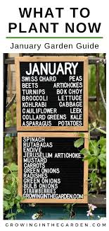 What to plant in the garden in january. Arizona Garden In January Growing In The Garden Arizona Gardening Growing In The Garden Fall Garden Vegetables