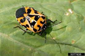 Harlequin Bugs And Japanese Beetles - Urban Farm Colorado