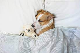 How Many Hours A Day Do Dogs Sleep Reader S Digest