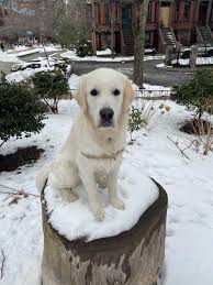 He has the biggest heart and just wants to find a family who will love him the way he is. Pandemic Puppies Lift Spirits In Quarantine The Huntington News
