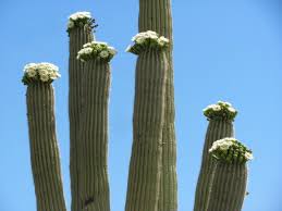 In fact, they may have multiple types of roots that, in conjunction with cacti are incredible and diversified plants. 10 Saguaro Flower Facts That Will Make You Love The Desert Even More Tucson Life Tucson Com