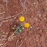 Image result for Emilia discifolia