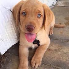 Blue Eyed Golden Retriever Cute Animals Baby Animals Puppies