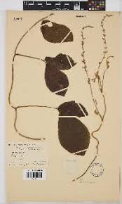 Image result for Teramnus micans