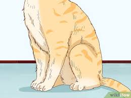 Check symptoms, diagnosis, treatments & more. 3 Ways To Tell If Your Cat Is Depressed Wikihow