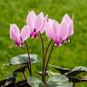 Cyclamen