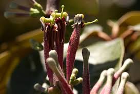 Image result for Tapinanthus