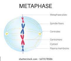 Oocyte meiotic arrest at metaphase i. Metaphase Phase Cell Cycle Stock Vector Royalty Free 1673178586