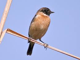 We did not find results for: Saxicola Maurus Wikipedia La Enciclopedia Libre