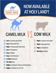 Smooth, silky, ancient camel milk differs from regular dairy milk in several beneficial ways, and they include special properties inherent to the insulin in camel milk, which make absorption into there is no prevalence of diabetes in populations that drink camel milk. Holy Land Camel Milk Now Available At Both Holy Land Facebook