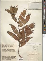 Image result for Casearia gladiiformis