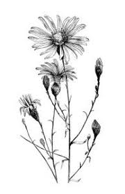 Black And White Daisy Flower Clipart Aster Flower Free Vintage Clip Art Image Clip Art Vintage Flower Drawing