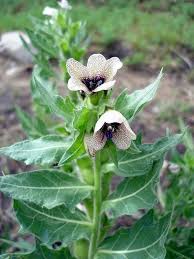 Thankfully, these flowering plants are fairly safe for dogs to be around. Poisonous Plants For Dogs Plants Toxic To Dogs Balcony Garden Web