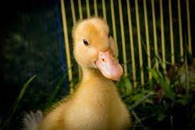 The pekin duck is a domesticated duck widely used for egg and meat production. American Pekin Duckling Stock Image Image Of Baby Freerange 157700101