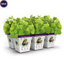 Pet Greens Live Catnip for Cats, Pack of 6