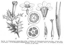 Image result for Loganiaceae