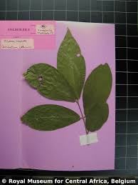 Image result for Combretum collinum