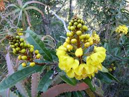 Image result for Acridocarpus chloropterus