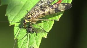 Image result for Pterygota