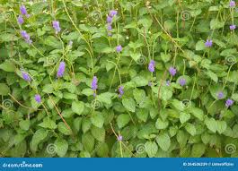 Image result for Stachytarpheta indica