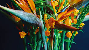 Foto stock, immagini e grafica di fiori. Home Fiori Blumenstylisten Fiori Blumenstylisten Gmbh