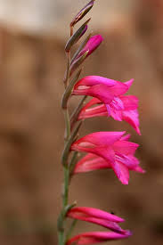 Image result for Gladiolus microspicatus