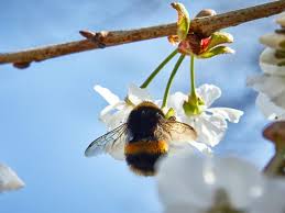 Bumble bees are large, fuzzy or hairy bees with a black and yellow (sometimes orange), usually banded, coloration. Bumblebees Latest News Breaking Stories And Comment The Independent