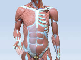 This muscle diagram is interactive: Deep Anterior Torso Muscles Diagram Quizlet