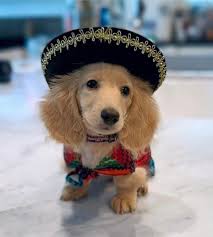 Picture of a dachshund